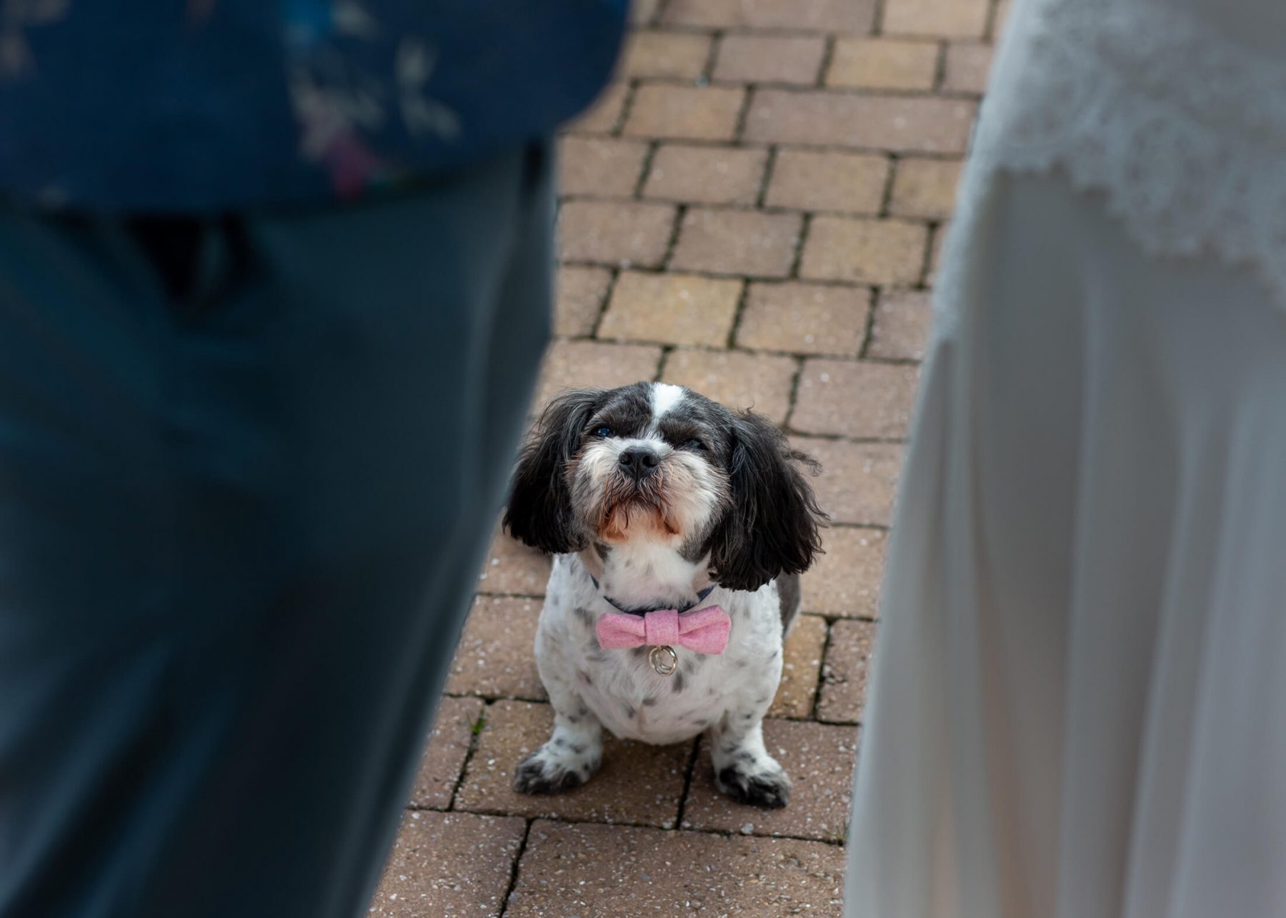 A dog as the ring bearer at a wedding in Cheshire, England.